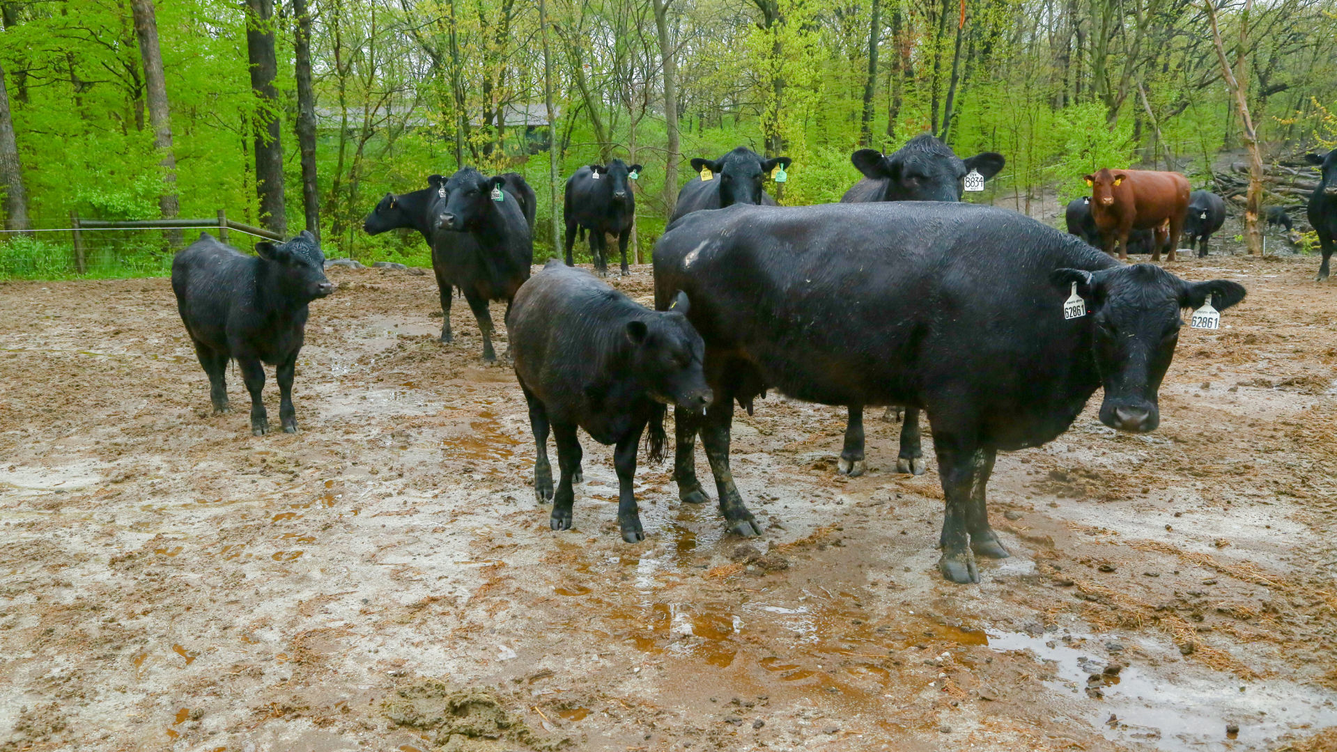 Coronavirus and its impact on meat production